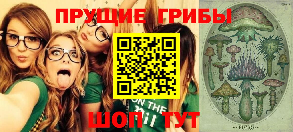 Псилоцибиновые грибы Psilocybe Гатчина